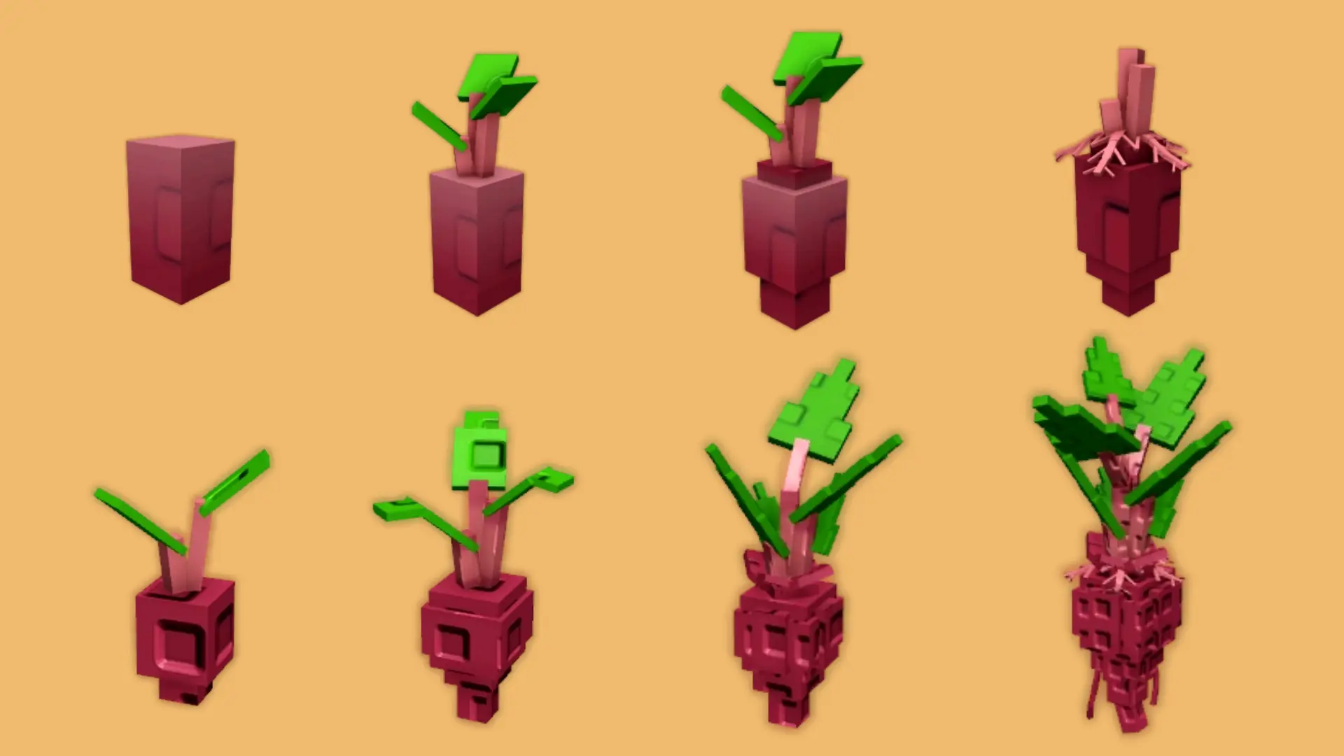 Evo Beetroot, formas de semilla y planta (Evo 1, 2, 3 y 4)